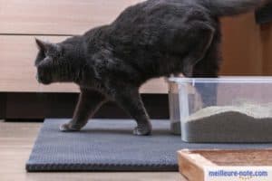 un chat noir sort de son bac à litière
