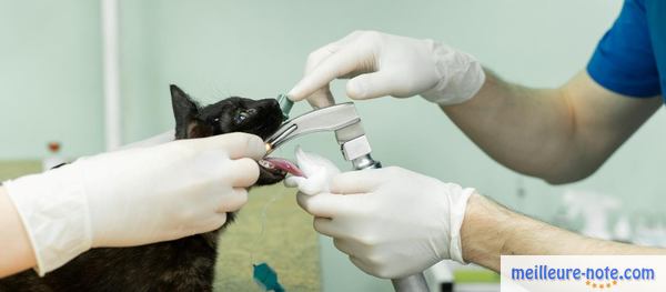 un chat prend son traitement