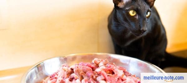un chat noir près de la viande