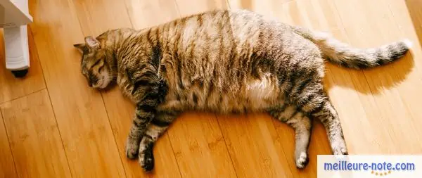 un gros chat tigré dort