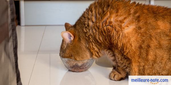 un chat obèse mange