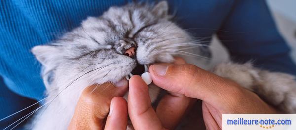 un chat mange sa pullule