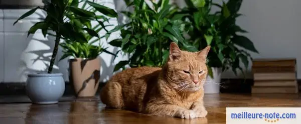 Un chat et plusieurs plantes d'intérieur