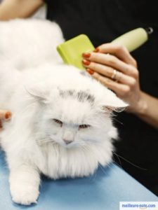 Un chat blanc qui se fait brosser les poils