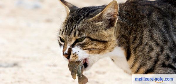 Un beau matou qui a un poisson dans sa bouche