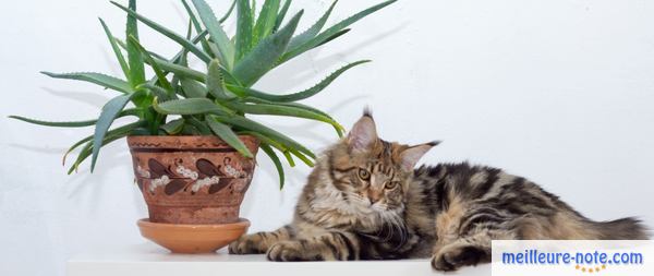 un chat gris près d'un pot d'aloe