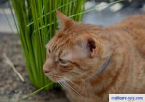 un chat roux à coté de son herbe