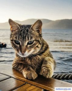 Un chat qui profite de ses vacances