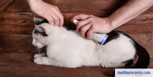 Un maître qui applique un traitement parasitaire à son chat