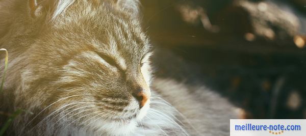 un vieux chat qui se repose