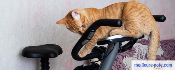 un chat roux qui fait son exercice