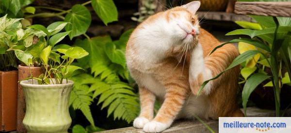 chat roux gratte à l'extérieur