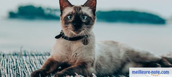Un chat siamois avec un collier d'identification