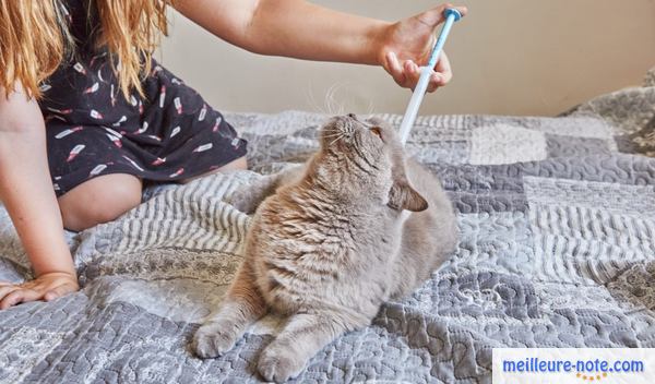 Femme applique une solution antipuce à son chat