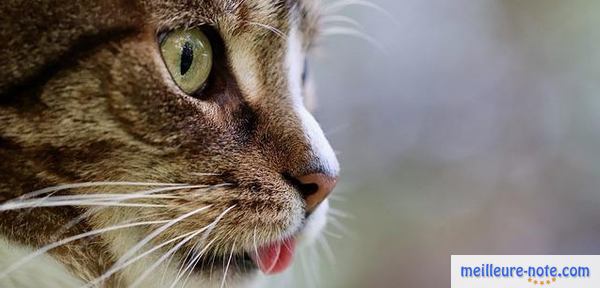 Un chat qui sort un peu la langue