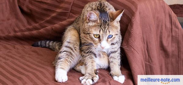 Un chat qui a l'air malade sur un canapé