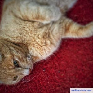 un chat joue sur son tapis