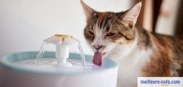 un chat qui boit de l'eau
