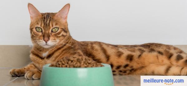 un chat tigré près de sa gamelle