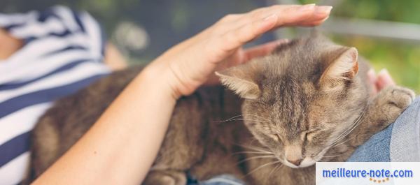 une femme caresse un chat