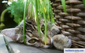 un chat tigré sous son herbe