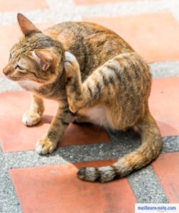 Un beau chat qui se gratte dans la cour