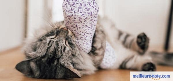 un chaton qui joue avec un coussin imprégné de cataire 