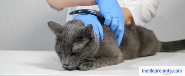 un chat gris dans un cabinet médical