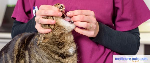 Un chat qui prend un médicament