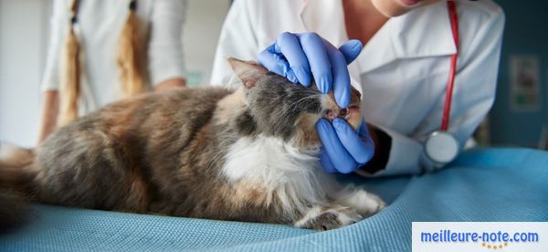 Un chat qui se fait examiner la dentition