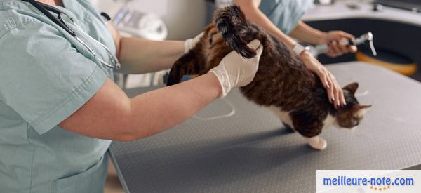 un chat noir au vétérinaire