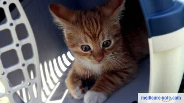 chaton dans un cage de transport avec litière