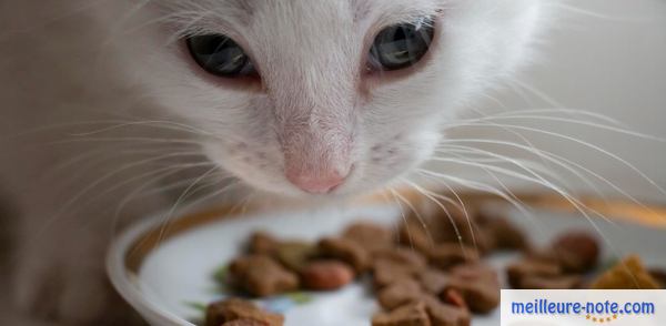 un chaton blanc mange