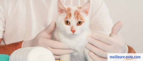 un chaton tenue par un vétérinaire