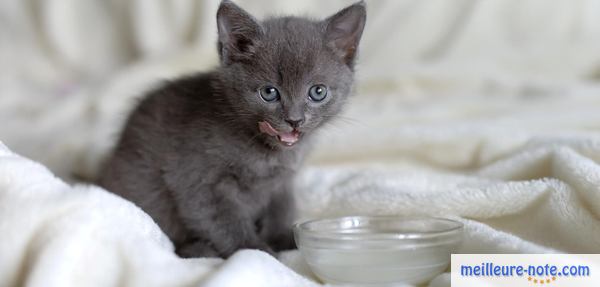 un chaton noir près de son bol