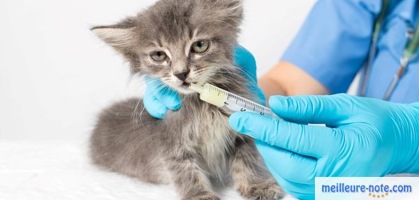 un chaton gris avec une seringue