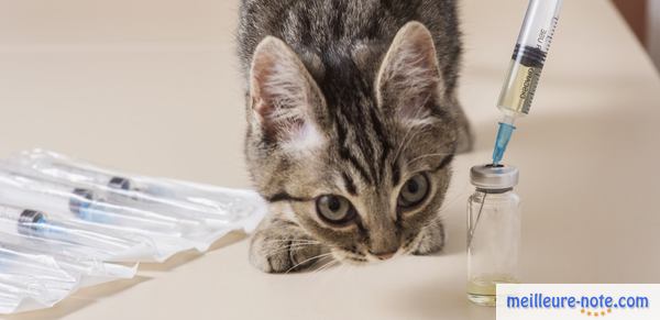 un chaton gris attend son vaccin