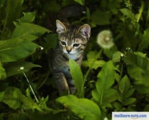 un chaton qui se promène