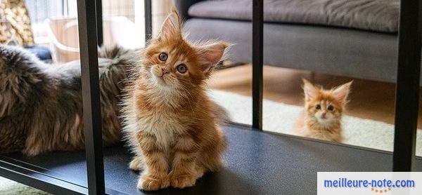 Un chaton maine coon dans le salon