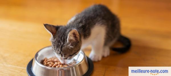 un chaton qui mange dans sa gamelle