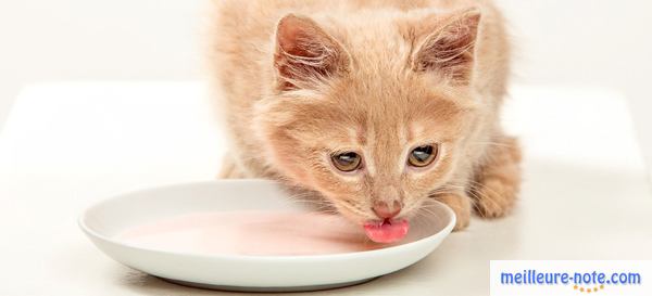 un chaton boit de l'eau dans une assiette