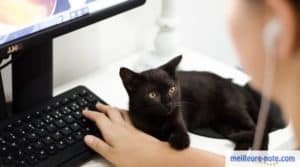 Un chaton noir sur le bureau de son maître