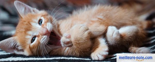 Un chaton jaune heureux de voir quelque chose