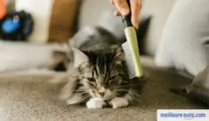 Un chaton qui se fait inspecter le pelage