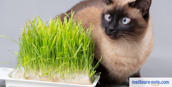 un petit chaton près de l'herbe