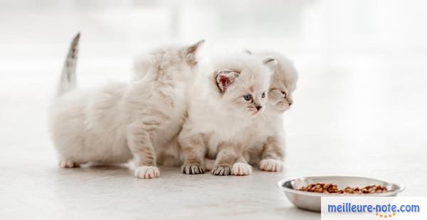 trois chatons blancs et gris qui s'approchent de leur gamelle de croquettes