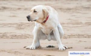 un chien blanc qui fait ses besoins