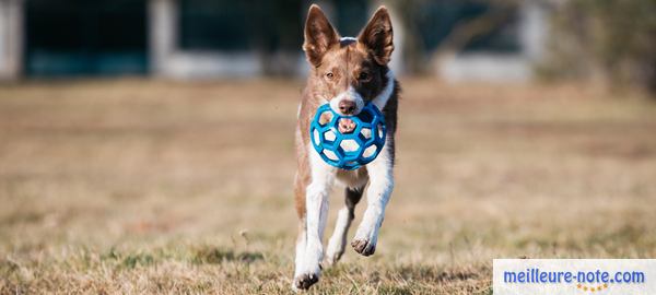 un chien blanc et marron cours avec son jouet