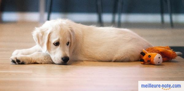 un chien blanc près de son peluche