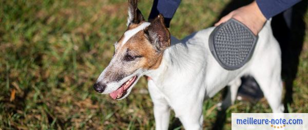 Un chien qui se fait brosser les poils dehors